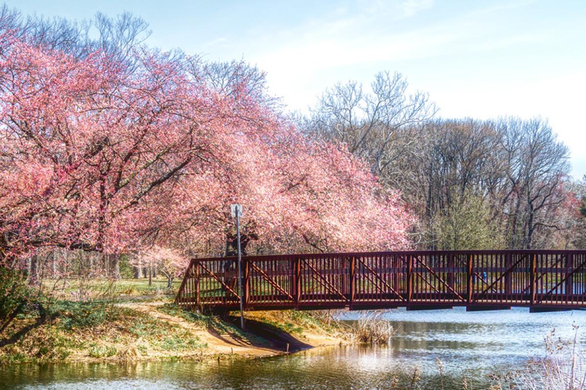Bridge with cherry trees in bloom
