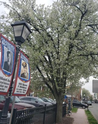 Callery Pear shown downtown