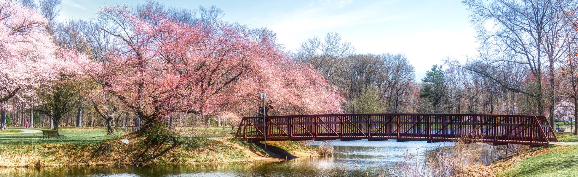Bridge with cherry trees in bloom